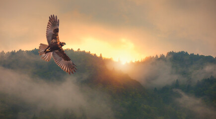 Fog covering on the mountain forest with red tailed hawk