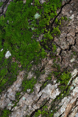 Moss that grows on trees is a type of leaf moss, in Latin it is called Bryophyta