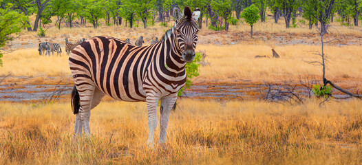 Obraz premium Wild cheetahs on a freshly killed zebra in the yellow bush - A group of zebra cheetahs watching - Etosha National Park, Namibia