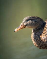 Braune Ente mit grünem Hintergrund