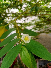 Little white color flower blooms 