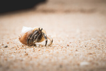 Makro kleine Einsiedlerkrebs Krabbe am Strand in Thailand
