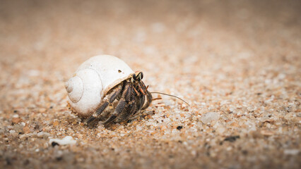 Makro kleine Einsiedlerkrebs Krabbe am Strand in Thailand