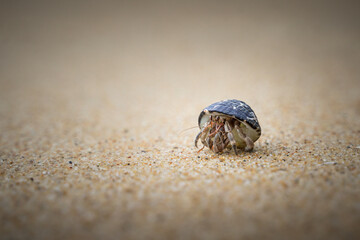 Makro kleine Einsiedlerkrebs Krabbe am Strand in Thailand