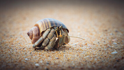 Makro kleine Einsiedlerkrebs Krabbe am Strand in Thailand