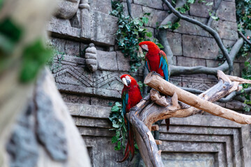 cute couple of green-winged macaws. birds of the parakeet family.
