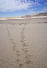 Desert with sand dunes, Namib desert in Namibia