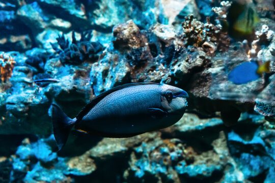 fish at the bottom of a marine aquarium.