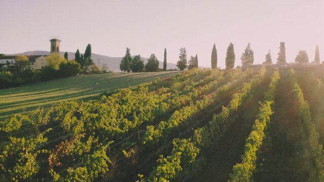 Tuscany Italian idyllic vineyard hills landscape by sunrise (aerial drone view)