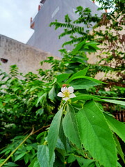 De focus a bee flying in White flower 