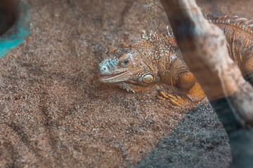 common green iguana on a rock in a terrarium.