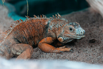 close up. common green iguana in a terrarium.