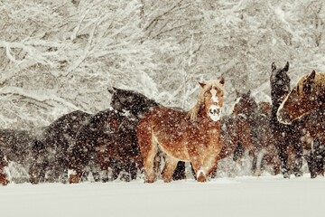Scenic view of a herd of horses grazing in a field covered by snow during a blizzard