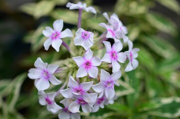 クサキョウチクトウ（宿根フロックス）