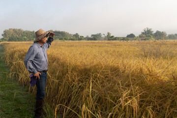 Naklejka na ściany i meble Thai farmer standing in jasmine rice fields