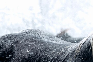Closeup shot of a brown horse body covered in white snowflakes  in winter outdoors