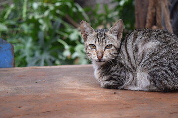 a cat is lying on a table