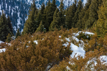 Obraz na płótnie Canvas pine tree in the mountains