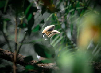 An oriental pied hornbill standing on a tree alone waiting for hunting an insect in the Khao Yai National Park of Thailand. The wildlife of the national park.