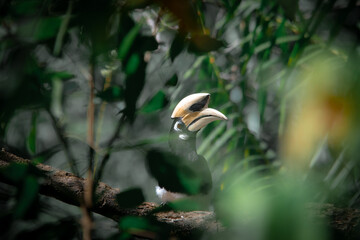 An oriental pied hornbill standing on a tree alone waiting for hunting an insect in the Khao Yai National Park of Thailand. The wildlife of the national park. © jerd nakata
