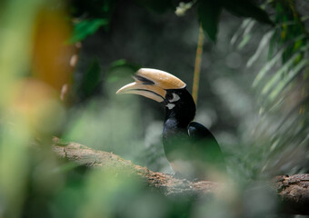 An oriental pied hornbill standing on a tree alone waiting for hunting an insect in the Khao Yai National Park of Thailand. The wildlife of the national park.
