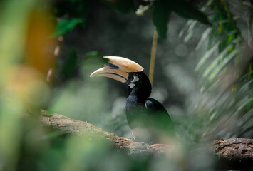 An oriental pied hornbill standing on a tree alone waiting for hunting an insect in the Khao Yai National Park of Thailand. The wildlife of the national park.