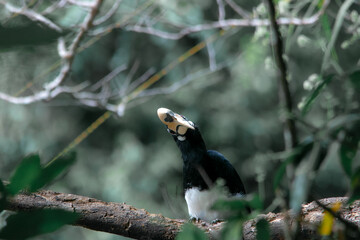 An oriental pied hornbill standing on a tree alone waiting for hunting an insect in the Khao Yai...