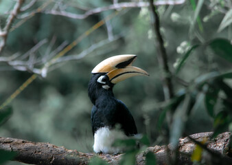 An oriental pied hornbill standing on a tree alone waiting for hunting an insect in the Khao Yai National Park of Thailand. The wildlife of the national park.