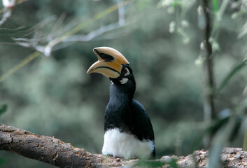 An oriental pied hornbill standing on a tree alone waiting for hunting an insect in the Khao Yai National Park of Thailand. The wildlife of the national park.