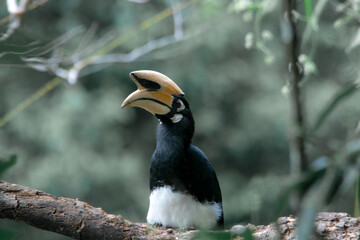 An oriental pied hornbill standing on a tree alone waiting for hunting an insect in the Khao Yai National Park of Thailand. The wildlife of the national park. © jerd nakata