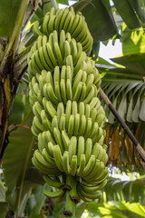 banana cluster on tree at Ponta do Sol, Madeira