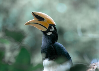 An oriental pied hornbill standing on a tree alone waiting for hunting an insect in the Khao Yai National Park of Thailand. The wildlife of the national park.