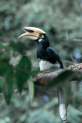 An oriental pied hornbill standing on a tree alone waiting for hunting an insect in the Khao Yai National Park of Thailand. The wildlife of the national park.