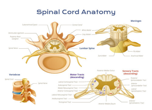 Spinal Cord Anatomy Infographics