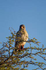 Pale Chanting Goshawk perched on top of an Acacia tree in the Kgalagadi, South Africa