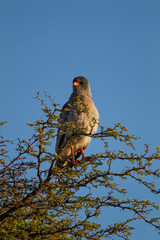 Pale Chanting Goshawk perched on top of an Acacia tree in the Kgalagadi, South Africa