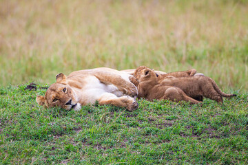 Lions cubs playing under the protection of their mother in the Masai Mara in Kenya