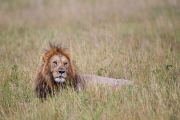 Portrait of a male lion in the long grass of the Masai Mara in Kenya
