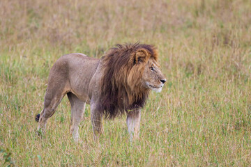 Portrait of a male lion in the long grass of the Masai Mara in Kenya