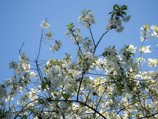 blossoming apple tree in spring against the sky