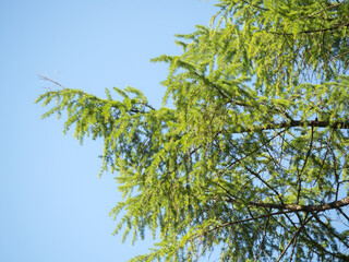 branches with green needles