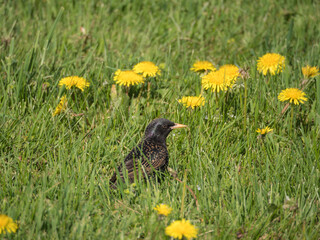 starling in green grass with dandelions