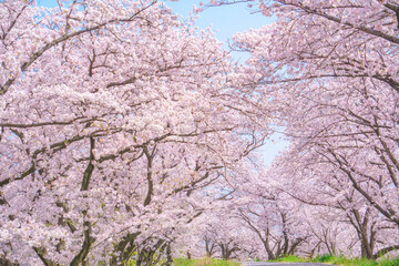 満開の桜並木の絶景