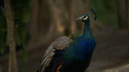 Peacock in front of tree