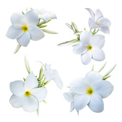 White frangipani flowers isolated on transparent background