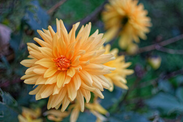 Gros plan sur des fleurs