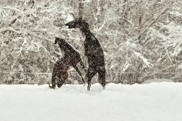 Plexiglas foto achterwand Scenic view of horses playing together in a forest during snowy winter in daylight © Steffen Kastner/Wirestock Creators