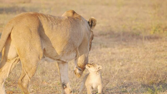 Cute lion cub carefully approaching its mother, she then walks away.