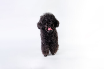 A black poodle heavily overgrown with hidden eyes behind his hair. The dog needs groomer's care