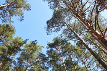 Bottom view of tall old trees in evergreen forest. Blue sky in the background. Low angle view of trees in the forest, natural background